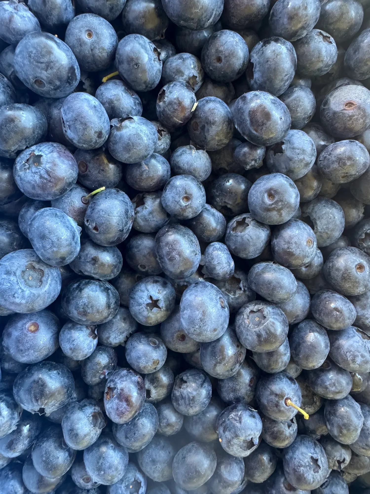 What color is *your* tongue? It's blueberry time!